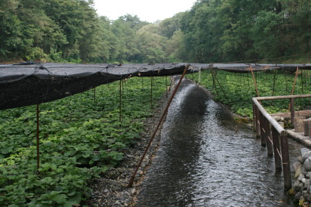 f0097620_1553139.jpg