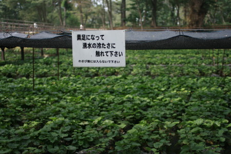 f0097620_15544946.jpg