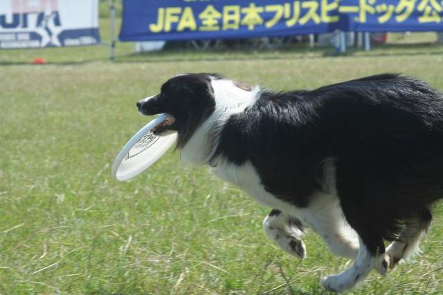 b0085331_11142757.jpg