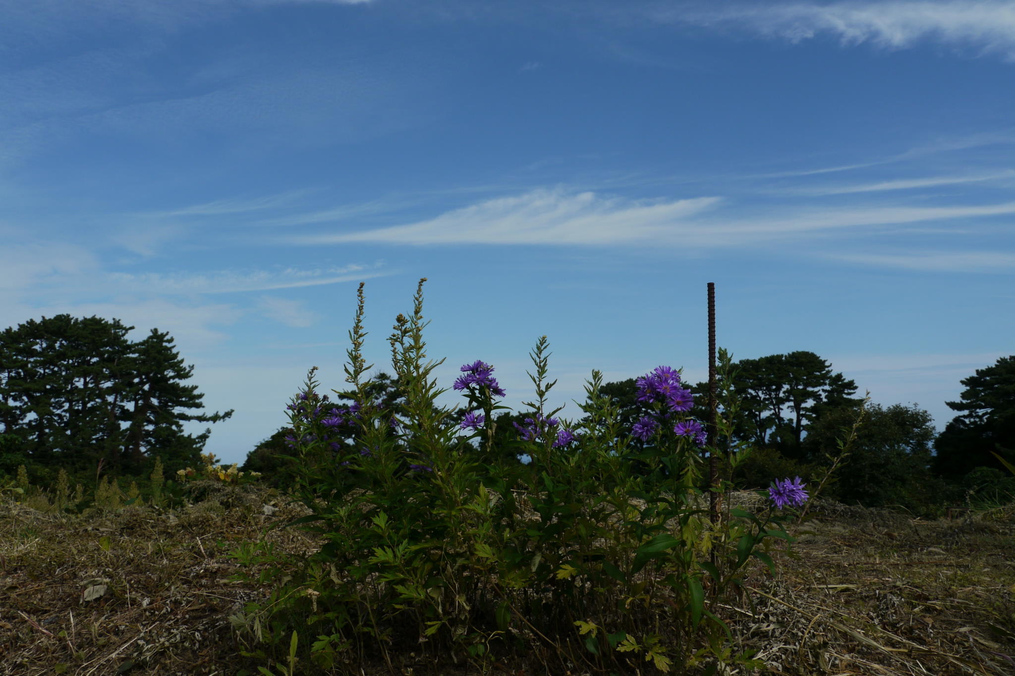 b0190242_181052.jpg