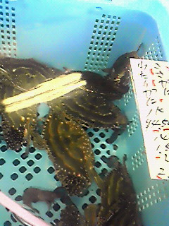 c0119142_5375062.jpg