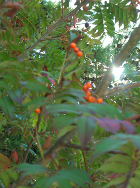 c0206645_20583935.jpg