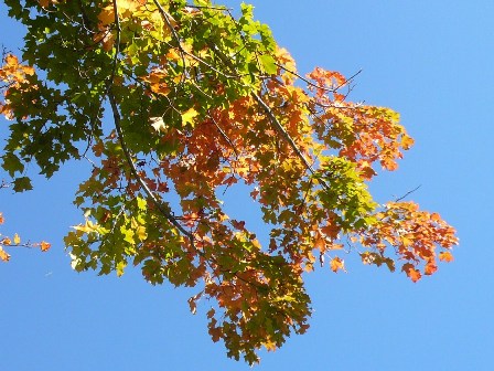 a0100975_558188.jpg