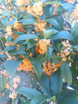 f0054677_85927.jpg