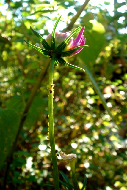 c0135480_8245368.jpg
