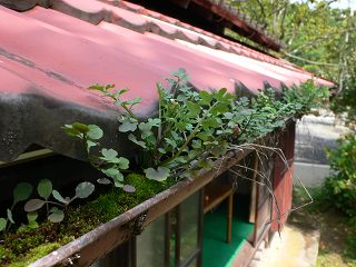 b0042882_10371248.jpg