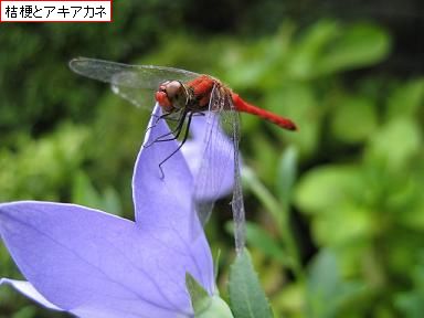 d0090001_2354130.jpg