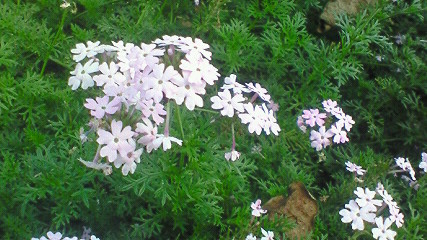 c0205806_18285489.jpg