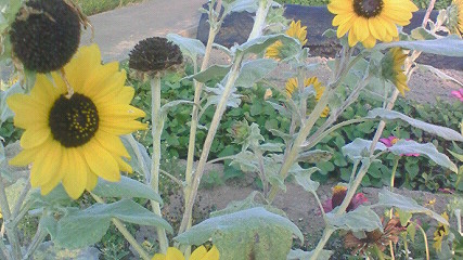 c0205806_1851261.jpg