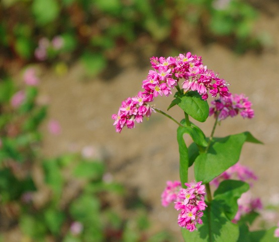 d0147812_1316527.jpg