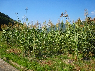 e0002820_12575829.jpg