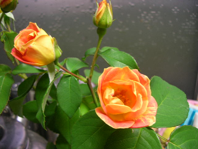 c0097923_12542274.jpg