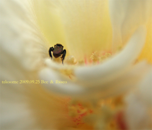 d0042827_1291346.jpg