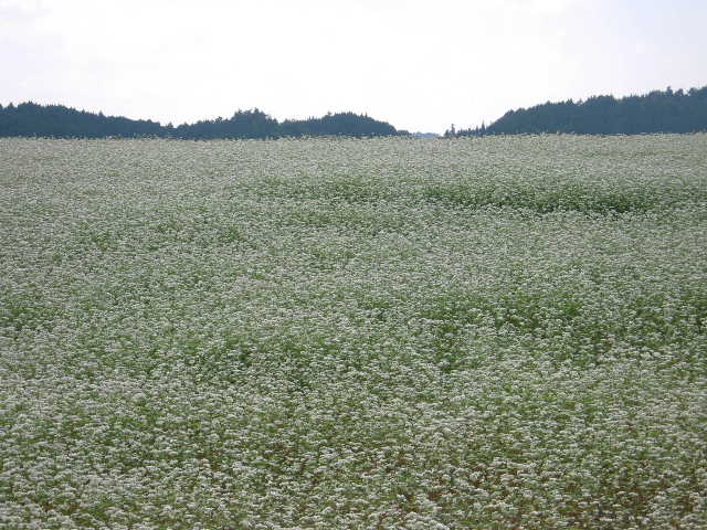 b0025633_2042962.jpg