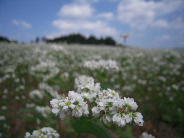 b0025633_20533.jpg