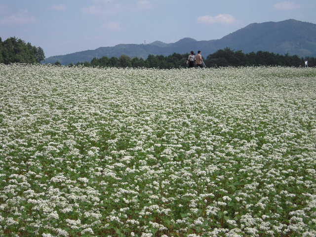 b0025633_205975.jpg
