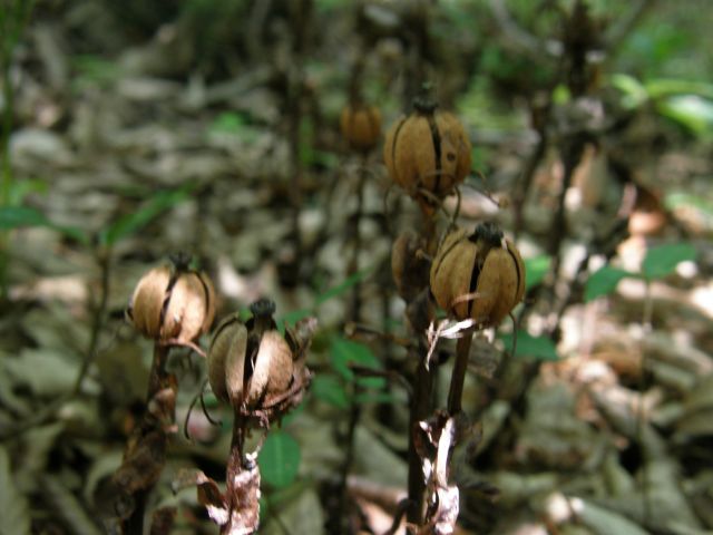 e0145033_2244957.jpg