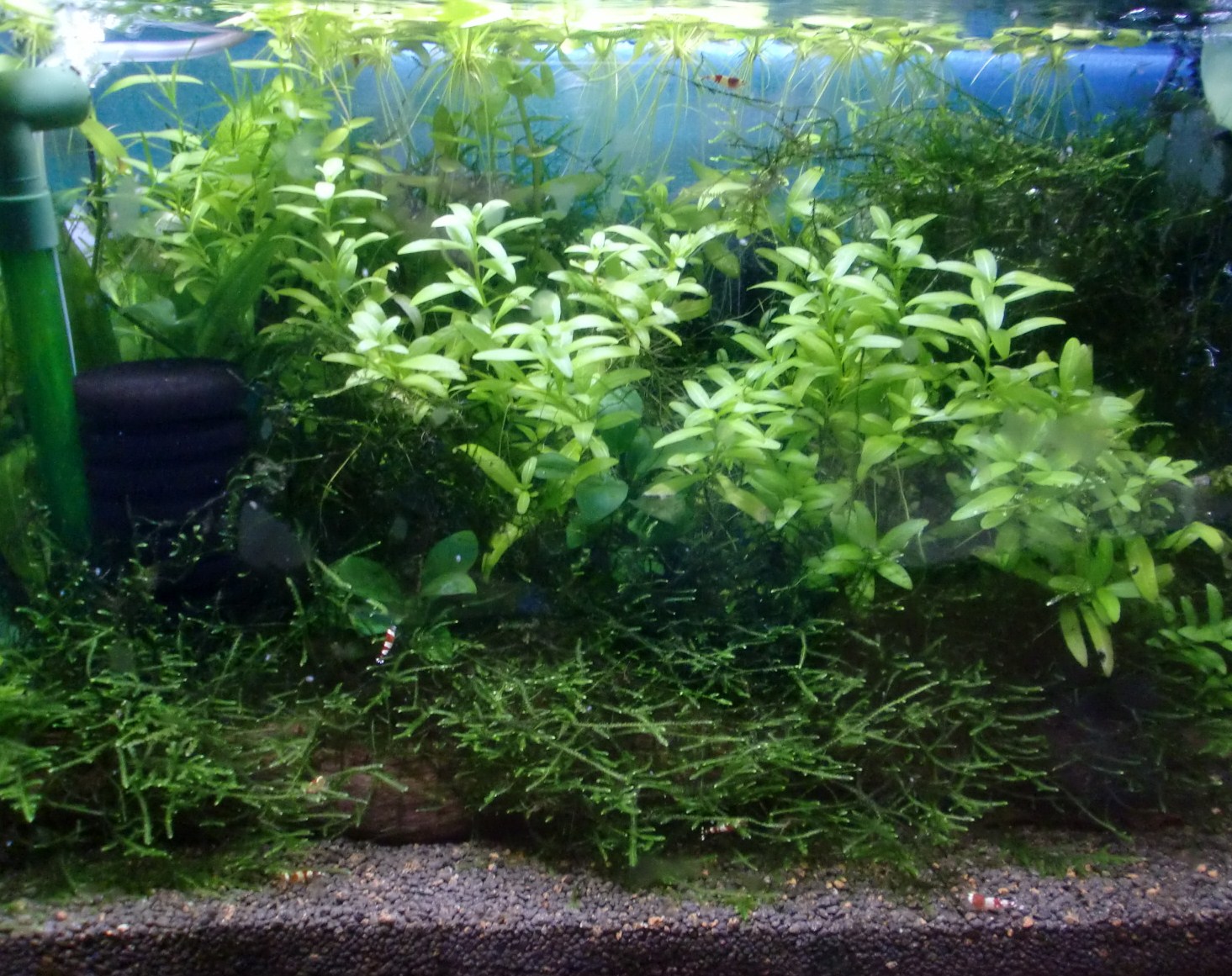 c0202937_1716544.jpg