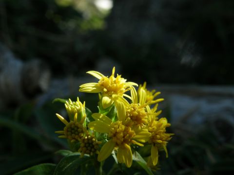 c0042869_21575539.jpg