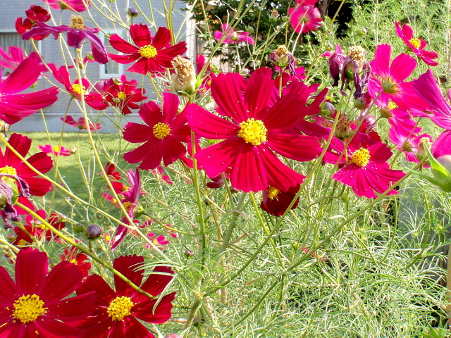 a0007388_1124212.jpg