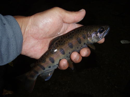f0141392_2024770.jpg