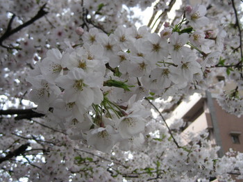 sakura.jpg