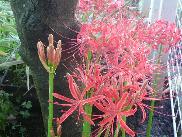 e0026017_9363678.jpg