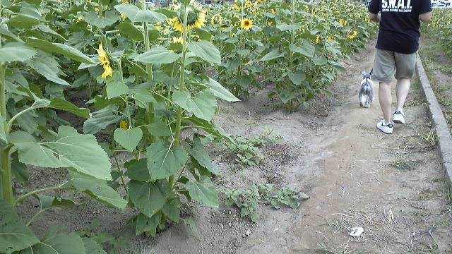 d0149722_21465754.jpg