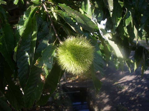 b0150023_80223.jpg