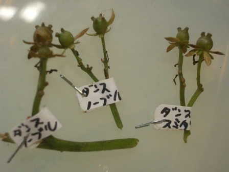 c0025140_21184139.jpg