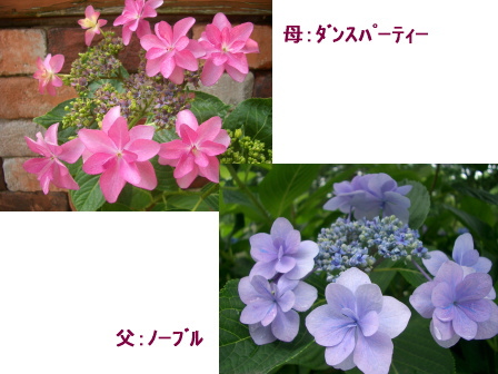 c0025140_21432230.jpg