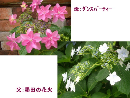 c0025140_21433644.jpg