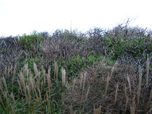 c0179351_17495587.jpg