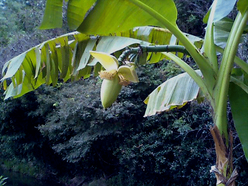 c0002860_14121458.gif