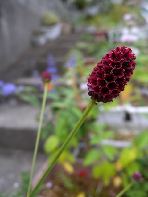 b0104861_23383593.jpg