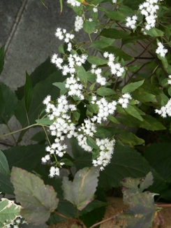 f0195963_16215221.jpg