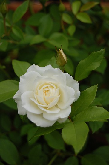 e0128367_7152627.jpg
