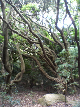 f0054677_8462415.jpg