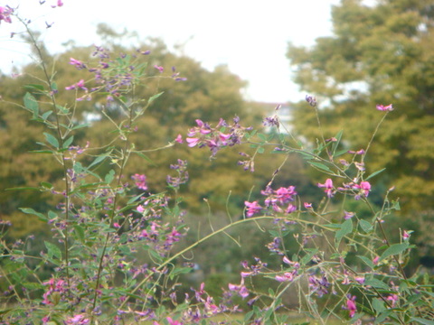 f0137694_1765049.jpg