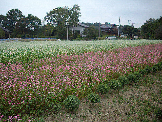 c0138198_16414348.jpg