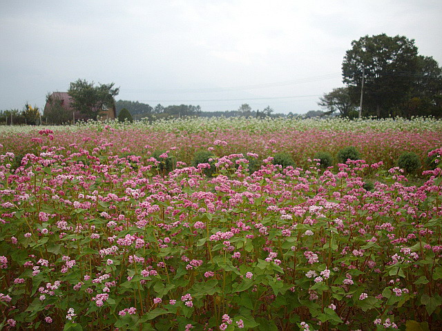 c0138198_16465224.jpg