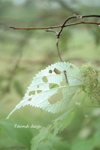 a0082209_1524143.jpg
