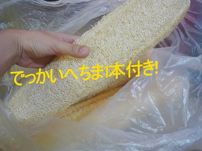 b0181615_17292063.jpg