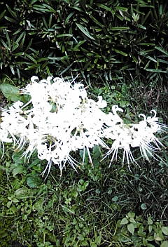c0145016_23574633.jpg