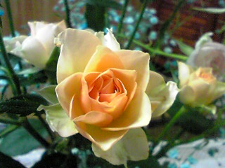 d0088920_1746851.jpg