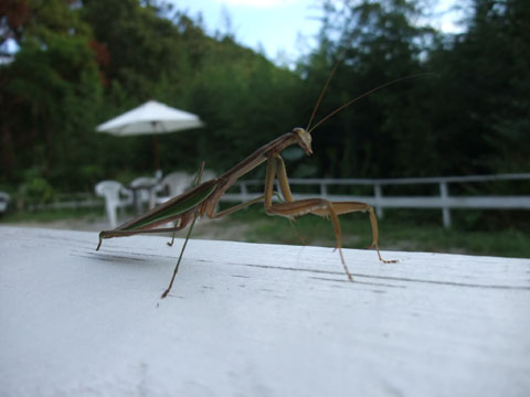 e0189021_215703.jpg