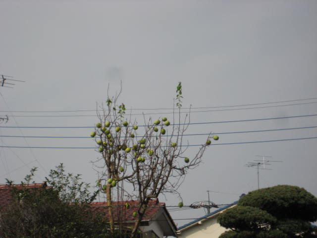 e0166032_20233256.jpg