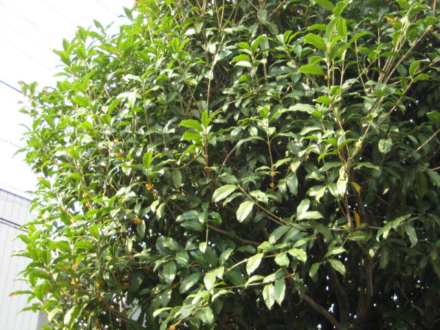 e0166032_214588.jpg