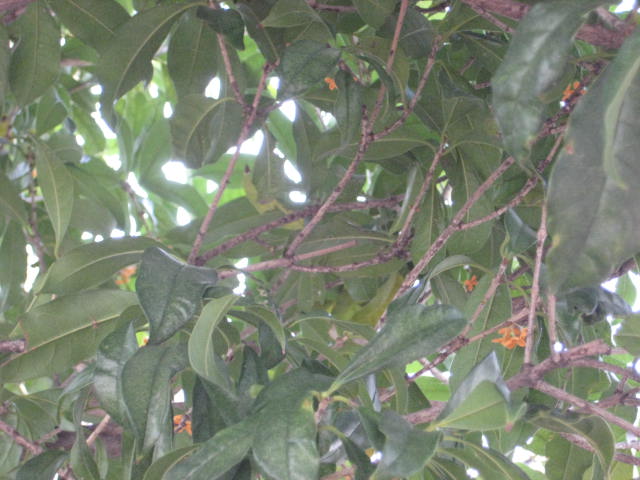 e0166032_2155682.jpg
