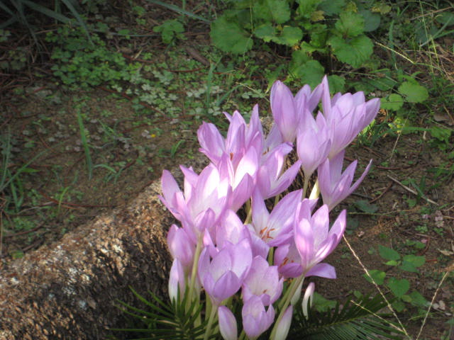 e0166032_217655.jpg